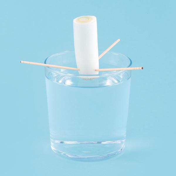 【再生栽培】楽しく美味しいノウハウをゲット！ 野菜を育てるスキルを身につけよう