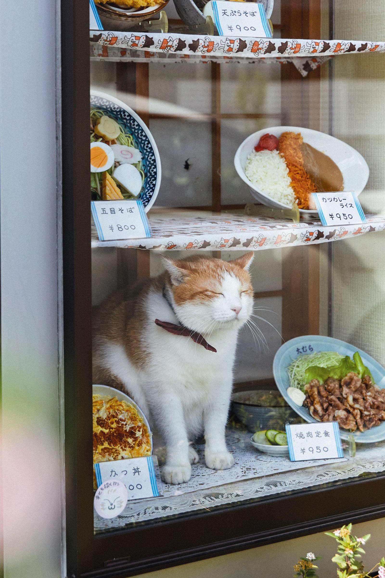 海外からもファン来店！ そば店の親子看板猫・コン＆ペタ郎