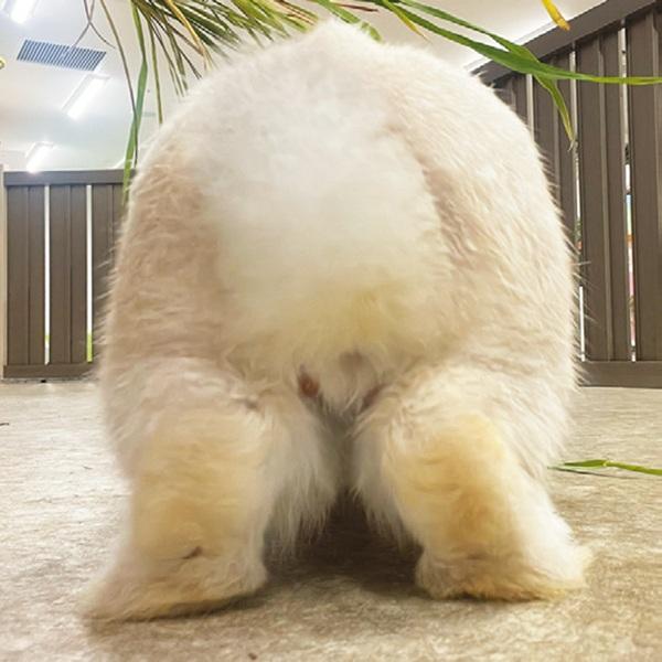 美尻へのモチベもアップ?! 魅惑の“アニマルヒップ”4選